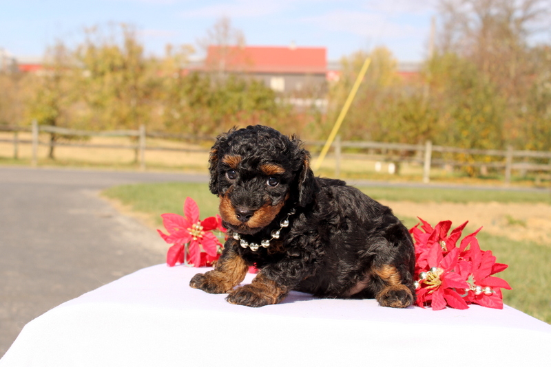 puppy, for, sale, Miniature Poodle, Matthew B. Stoltzfus, dog, breeder, Gap, PA, dog-breeder, puppy-for-sale, forsale, nearby, find, puppyfind, locator, puppylocator, aca